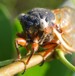 female white eyed cicada