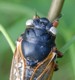 Dorsal view of white eyed cicada.