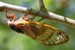 Ovipositing female