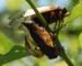 Deformed female mating.