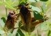 Cicadas visual queues