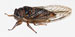 O. rimosa