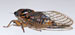 O. rimosus