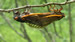 Mating M. septendecim