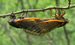 Mating Magicicada septendecim