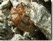 Cicada exuvia click to enlarge.