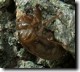 Cicada exuvia click to enlarge.