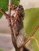 O. rimosa 