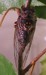 Okanagana rimosa dorsal view