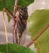 Okanagana rimosa male
