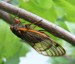 Ovipositing Magicicada Female