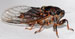 Okanagana rimosa Montague