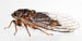 Okanagana rimosa male