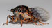 O. rimosa enface view