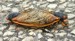 Mating Magicicada cassinis