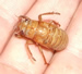 Magicicada Immature Nymph