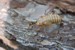 Nymph2