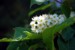 Flowers One