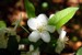 Flowers 3