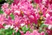 Flowers 4