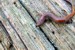 Salamander2