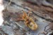 Nymph1