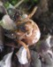 White-eyed Cicada Nymph.