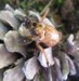 White Eyed Cicada Nymph