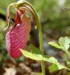 Pitcher Plant