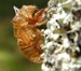 Magicicada exuvia