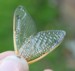 Magicicada wings