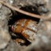 Closeup of magicicada in burrow.