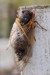 Deformed wings.