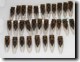 Tibicen walkeri from Kansas