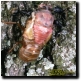 A Tibicen Canicularis nymph being preyed upon by black ants. Click for larger picture. 