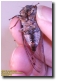 Male T. Canicularis after One Day
