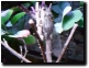Click to play movie.