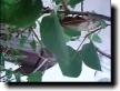 Click To Play Movie