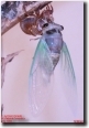 Tibicen lyricen 12:14am Wings fully expanded. Click to Enlarge.